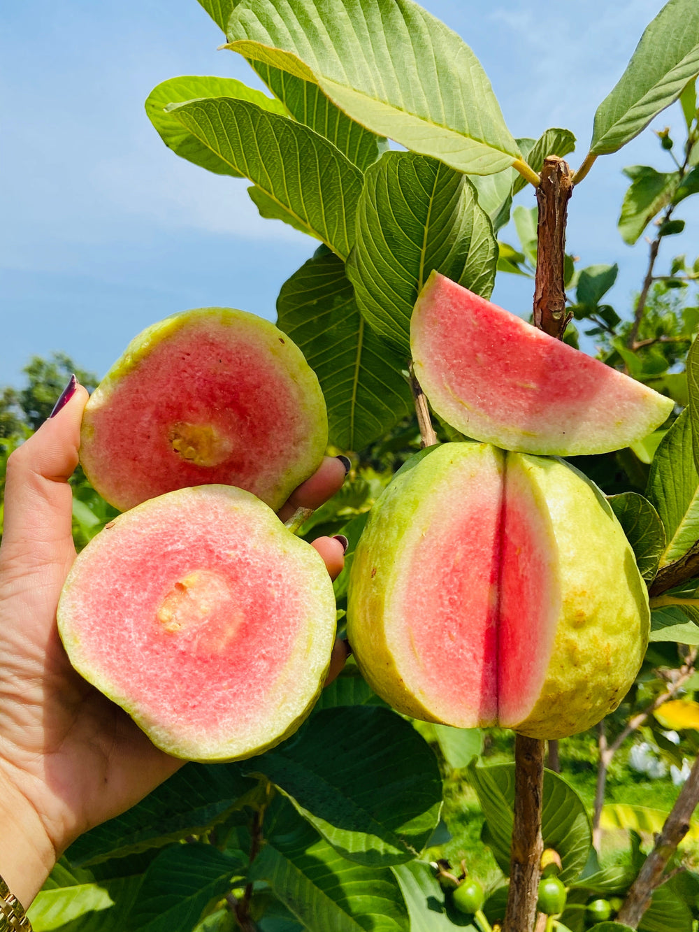 20 Guava Tree (Psidium Guajava) Seeds