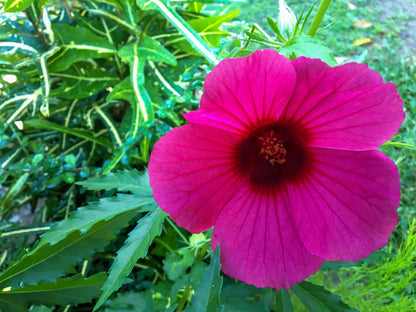 10 Kenaf Hibiscus (Hibiscus cannabinus) Seeds