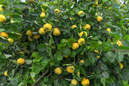 20 Common Culinary Quince (Cydonia Oblonga) Seeds