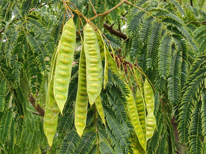 25 Mimosa / Persian Silk Tree (Albizia Julibrissin) Seeds