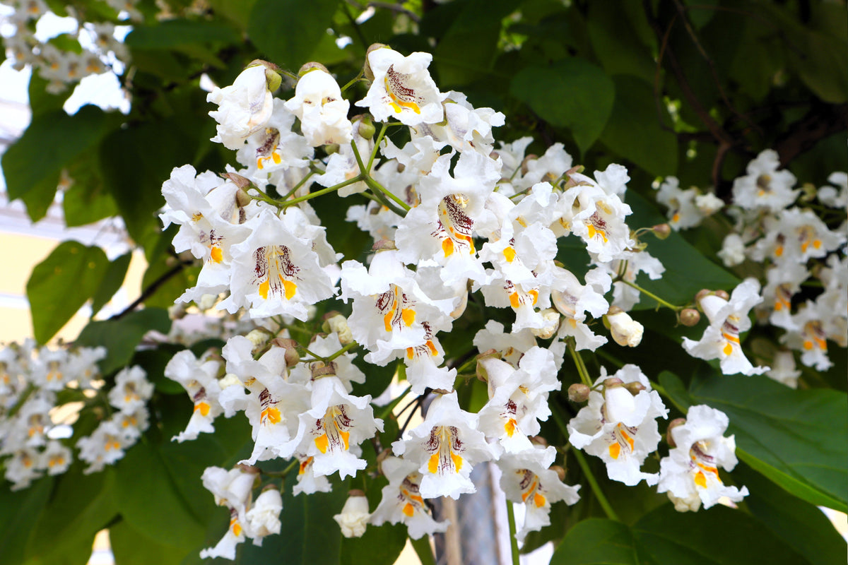 50 Flowering NORTHERN CATALPA Speciosa TREE Seeds (aka Western Catalpa or Catawba / Indian Cigar / Fish-Bait)