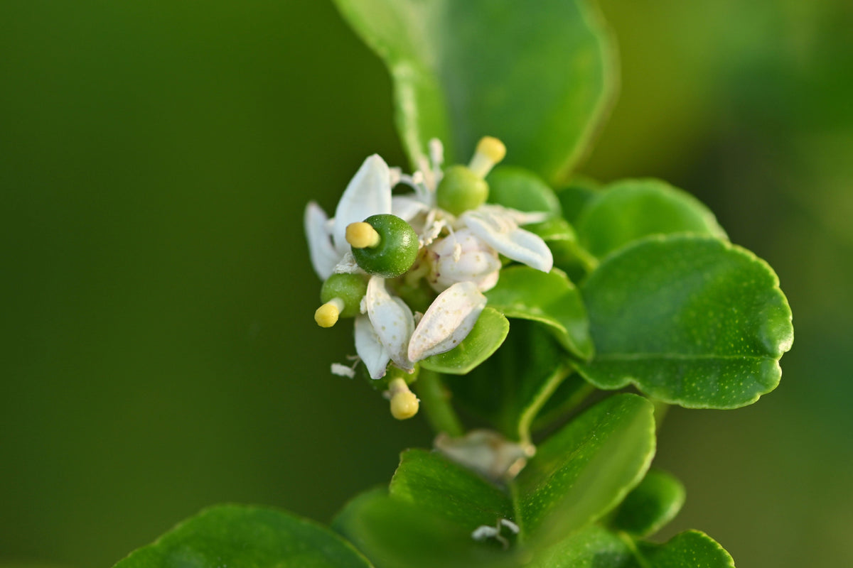 15 Key Lime (Citrus Aurantifolia) Seeds