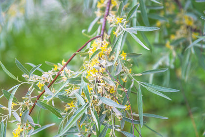 10 American Silverberry (Elaeagnus Commutata) Seeds