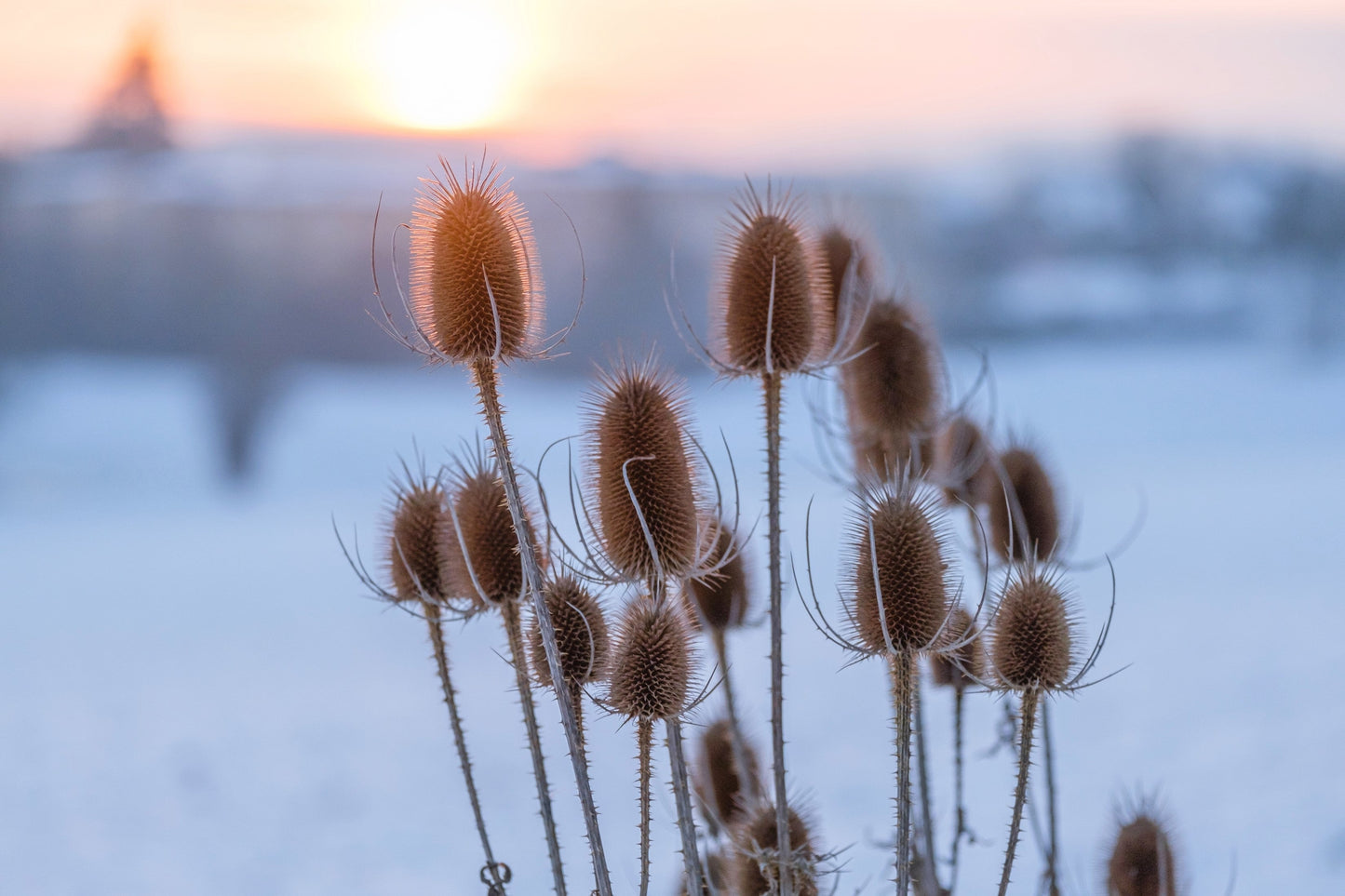 75 Fullers Teasel (Dipsacus Sativus) Seeds