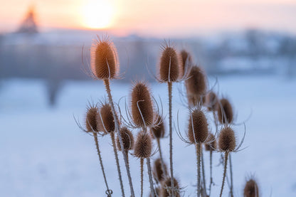 75 Fullers Teasel (Dipsacus Sativus) Seeds