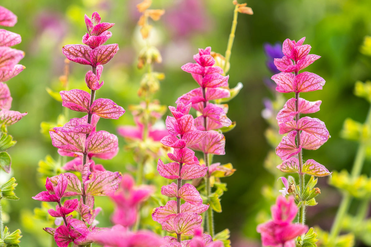 Pink Sundae Clary Sage (Salvia viridis) Seeds – 50 ct