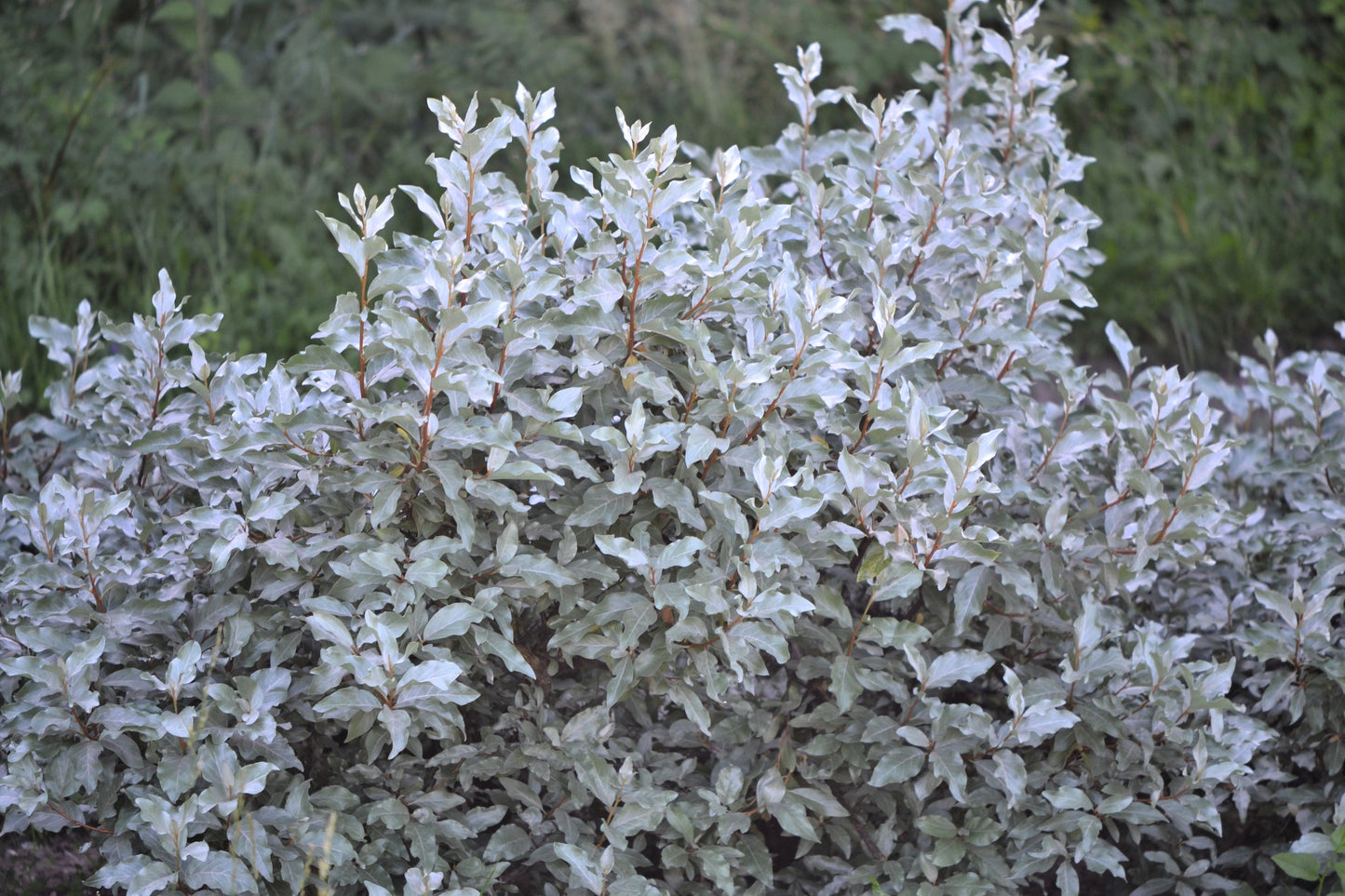 10 American Silverberry (Elaeagnus Commutata) Seeds