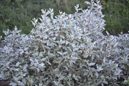 10 American Silverberry (Elaeagnus Commutata) Seeds