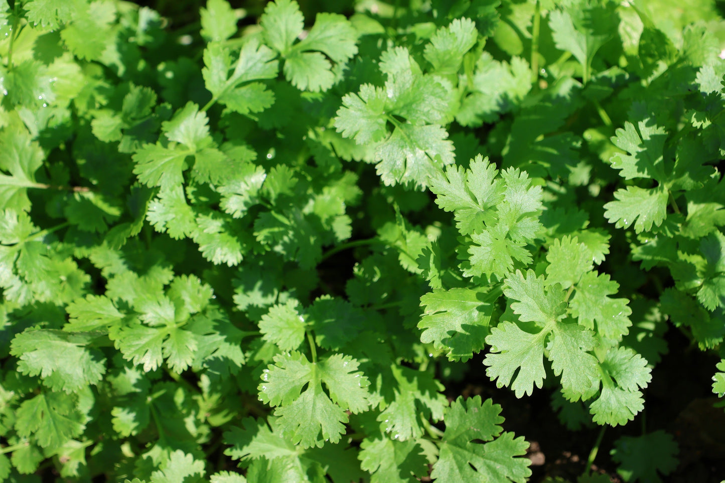 100 Fiesta Green Cilantro / Coriander (Coriandrum Sativum) Seeds