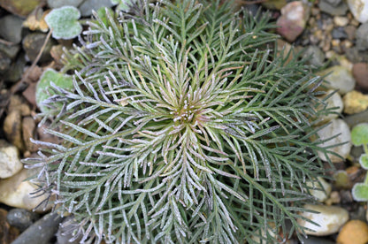 200 Standing Cypress (Ipomopsis Rubra) Seeds