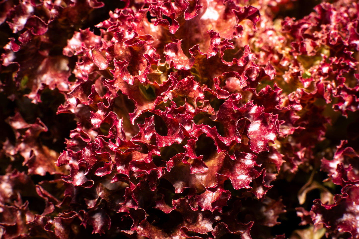 3000 Red Salad Bowl Leaf Lettuce (Lactuca Sativa) Seeds
