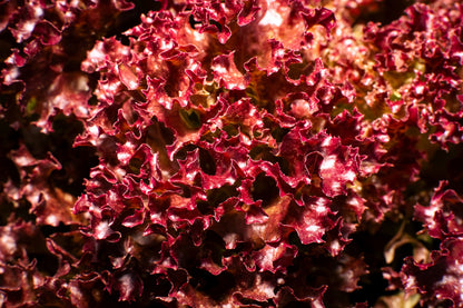 3000 Red Salad Bowl Leaf Lettuce (Lactuca Sativa) Seeds