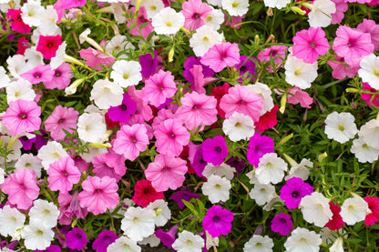 250 MIXED COLORS PETUNIA Flower Seeds