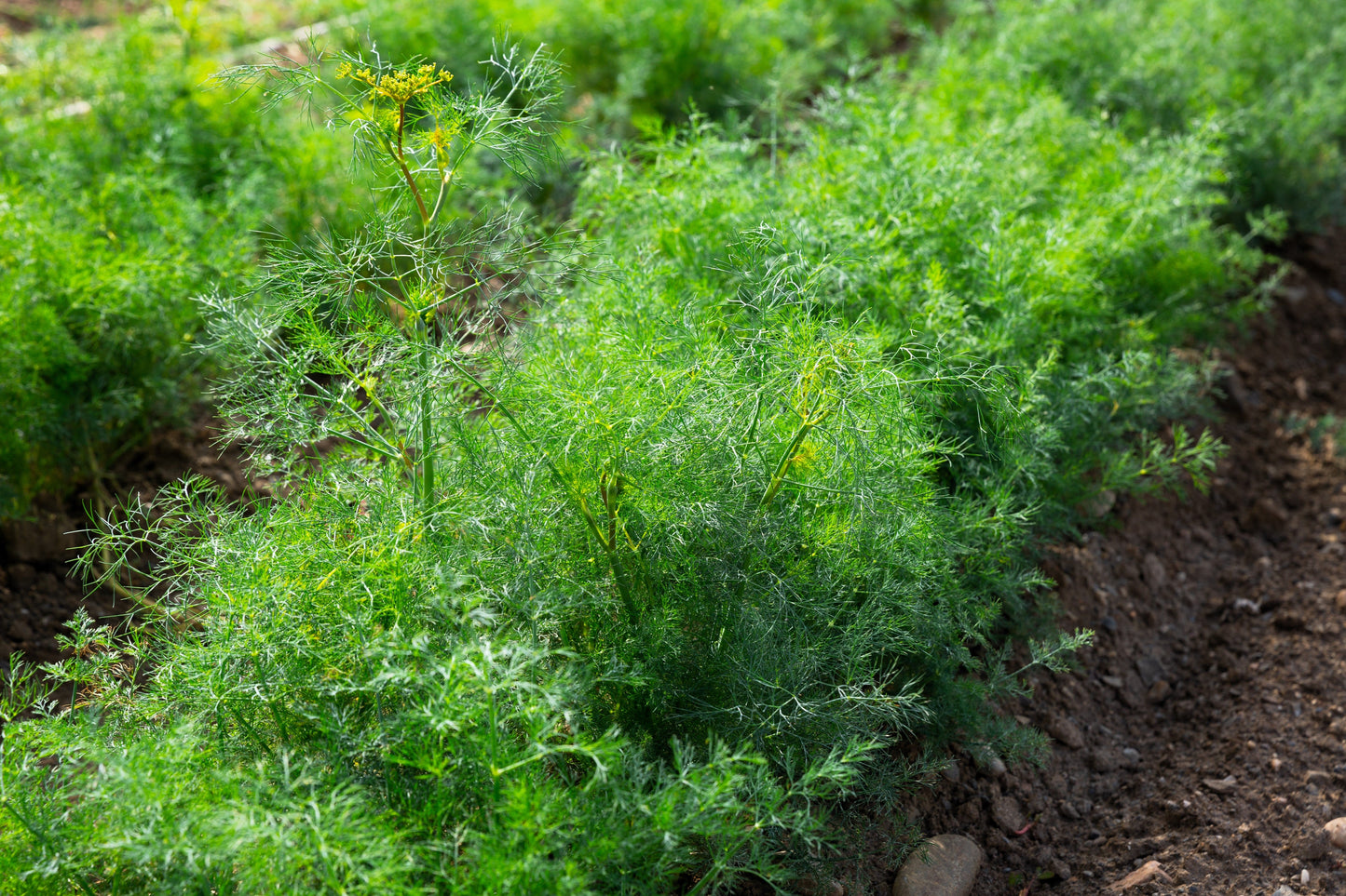 1500 Dukat Dill (Anethum Graveolens) Seeds