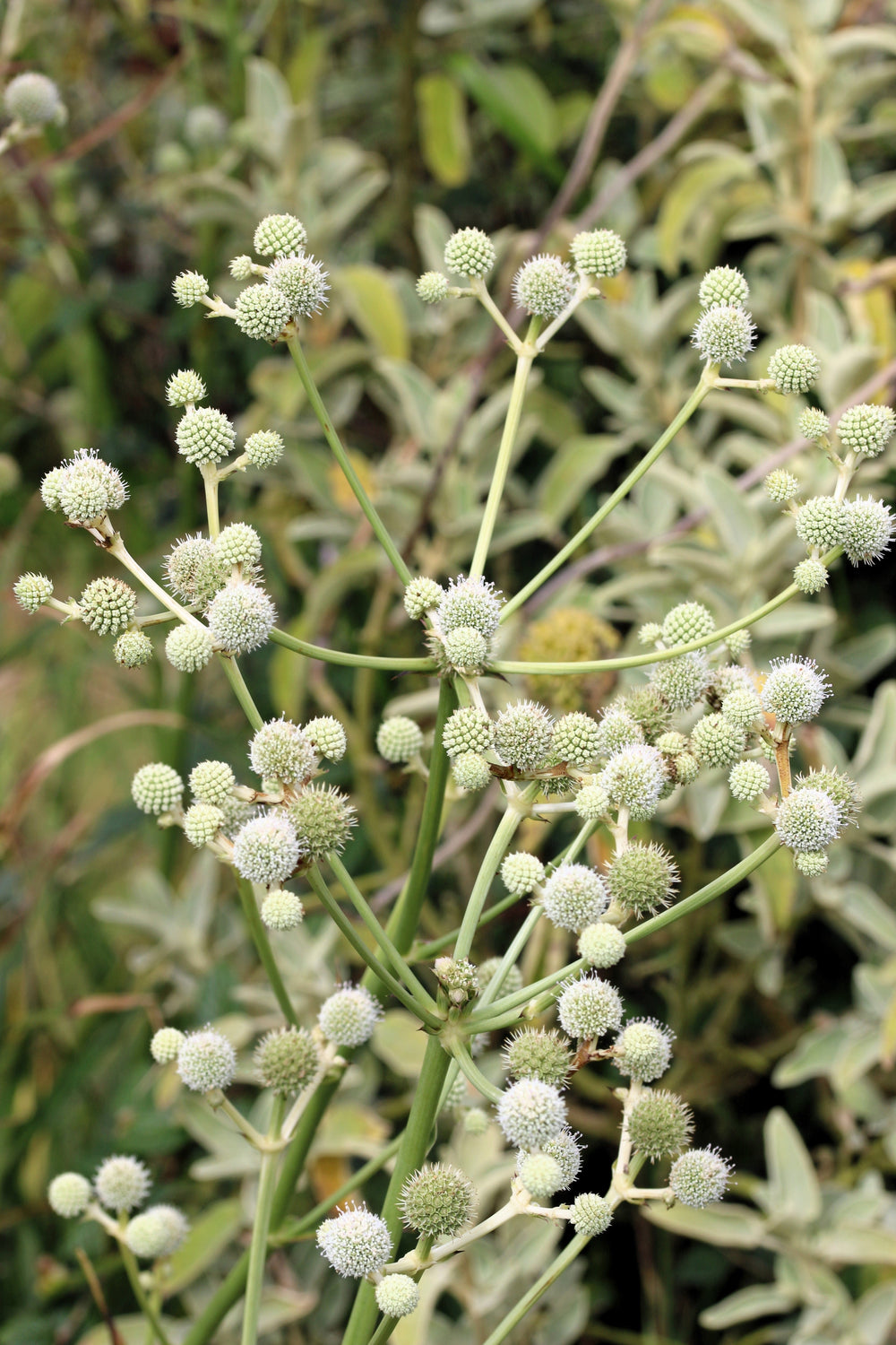 200 Rattlesnake Master / Button Snakeroot  (Eryngium Yuccifolium) Seeds