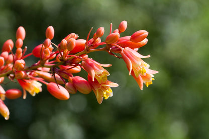 Red Yucca (Hesperaloe parviflora) Seeds – 1,000 ct
