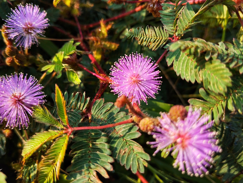 100 Sensitive Plant (Mimosa Pudica) Seeds
