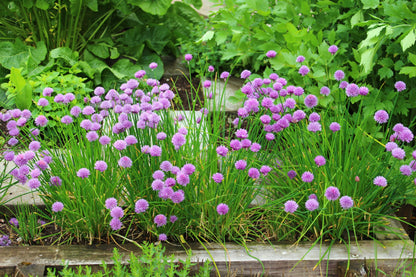 Chives (Allium schoenoprasum) Seeds – 500 ct