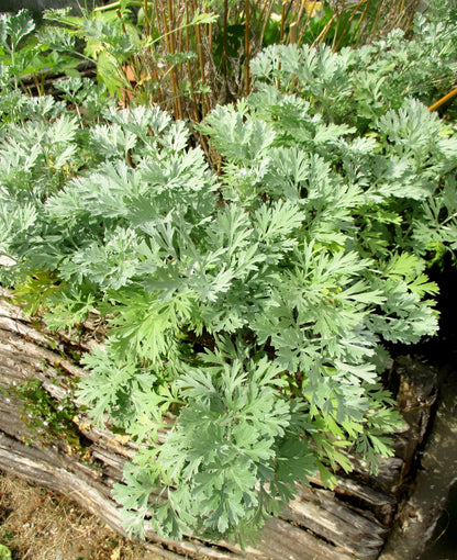 Absinthe Wormwood (Artemisia absinthium) Seeds – 500 ct