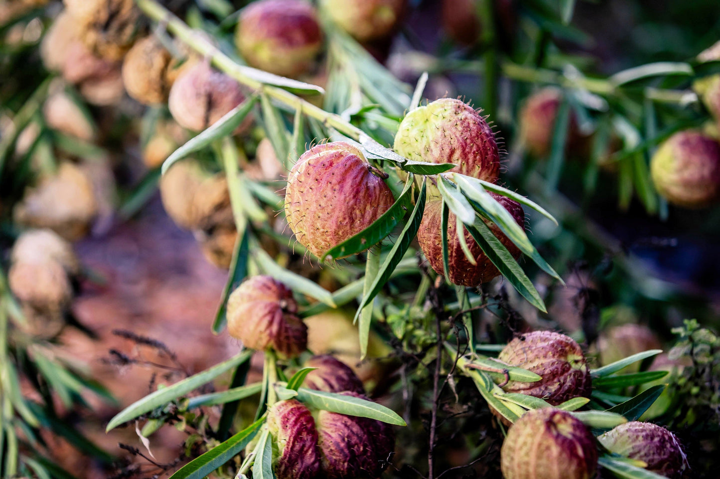 10 Balloon Milkweed (Asclepias Gomphocarpus Physocarpus) Seeds