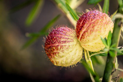 10 Balloon Milkweed (Asclepias Gomphocarpus Physocarpus) Seeds