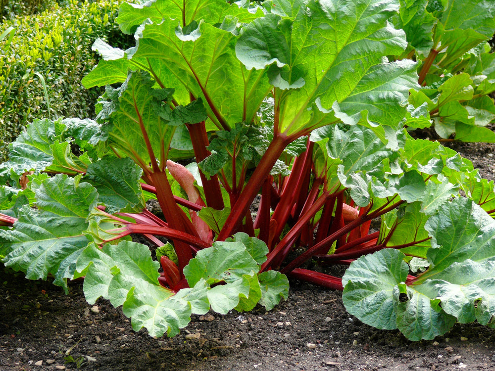25 Victoria Rhubarb (Rheum Rhabarbarum) Seeds