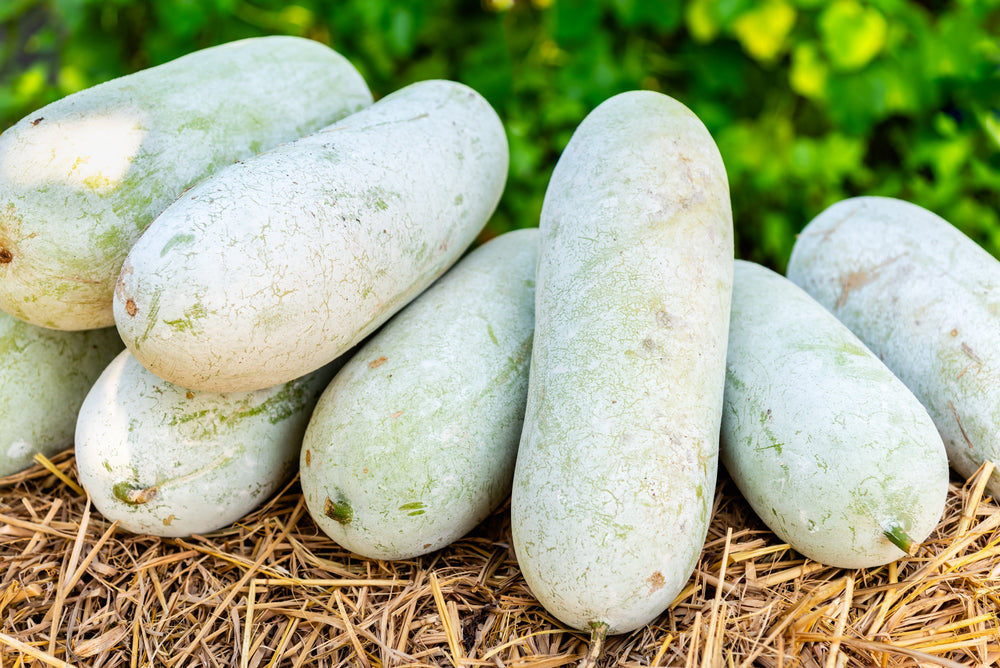 20 Wax Gourd (Benincasa Hispida) Seeds