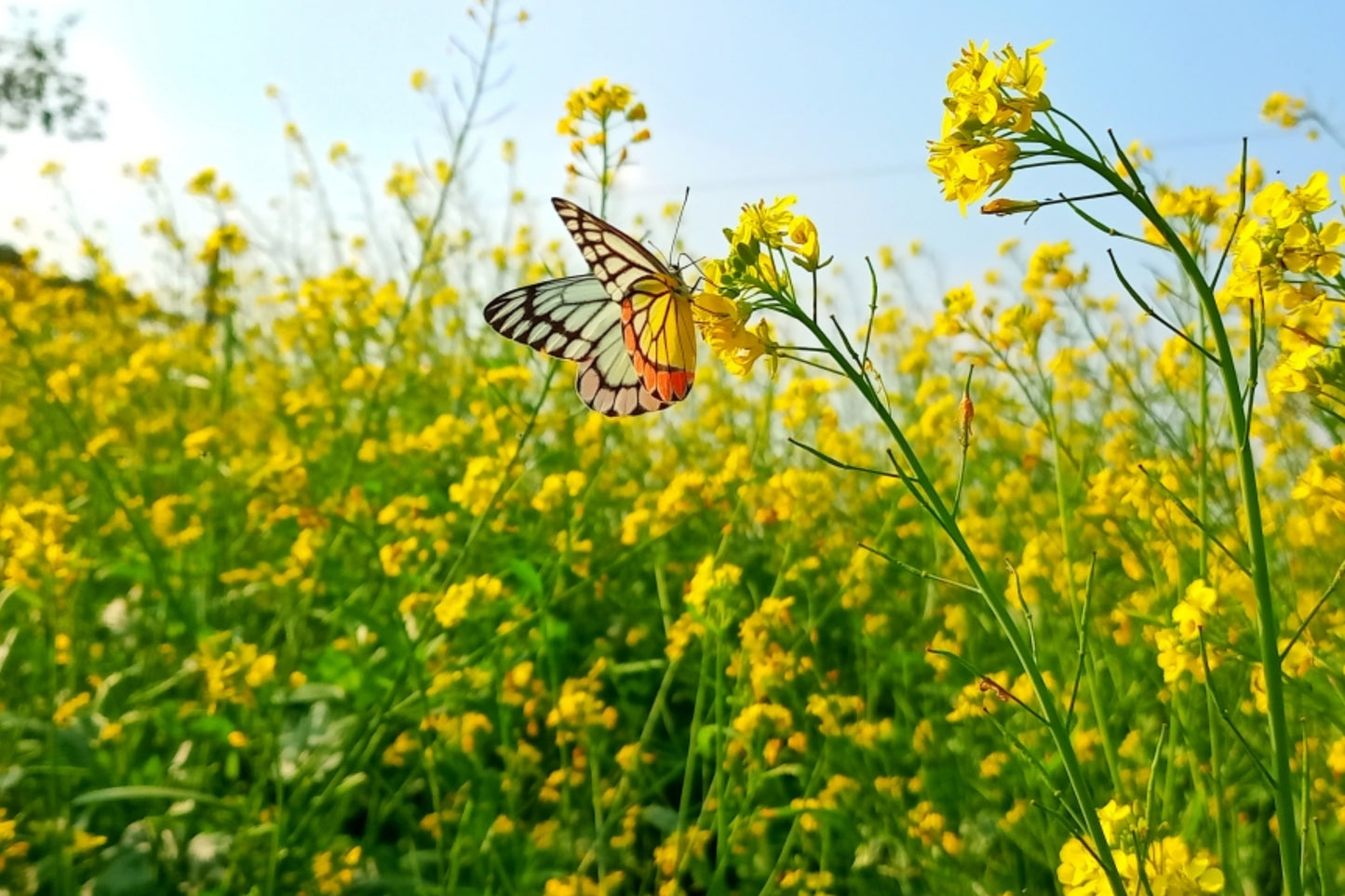 1000 Yellow Mustard (Brassica Juncea) Seeds