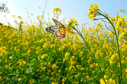 1000 Yellow Mustard (Brassica Juncea) Seeds