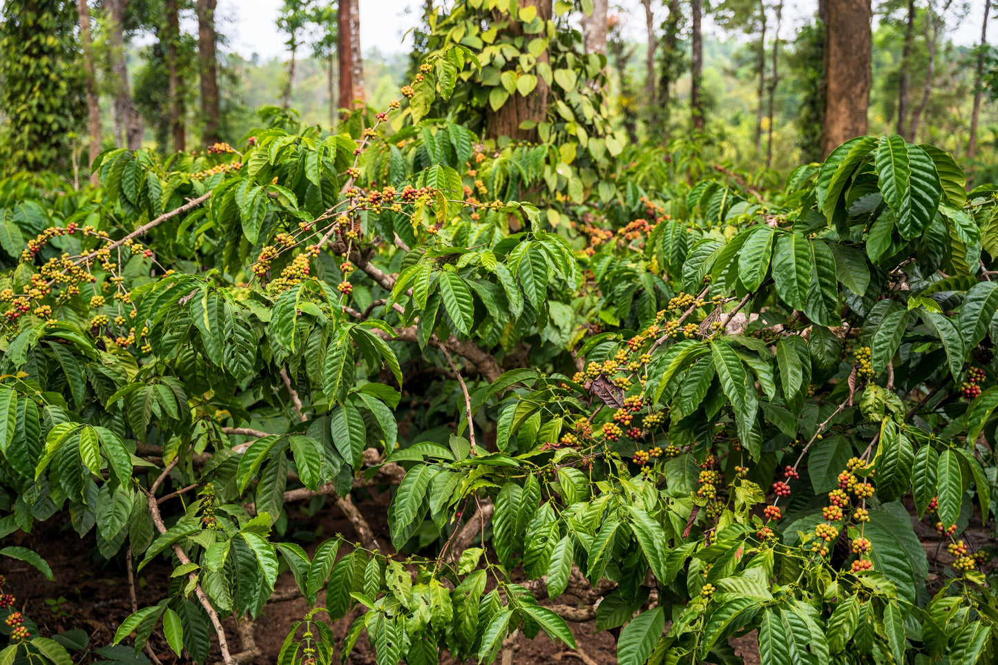 15 Arabica Coffee  Seeds