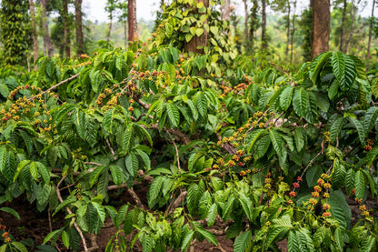 15 Arabica Coffee  Seeds