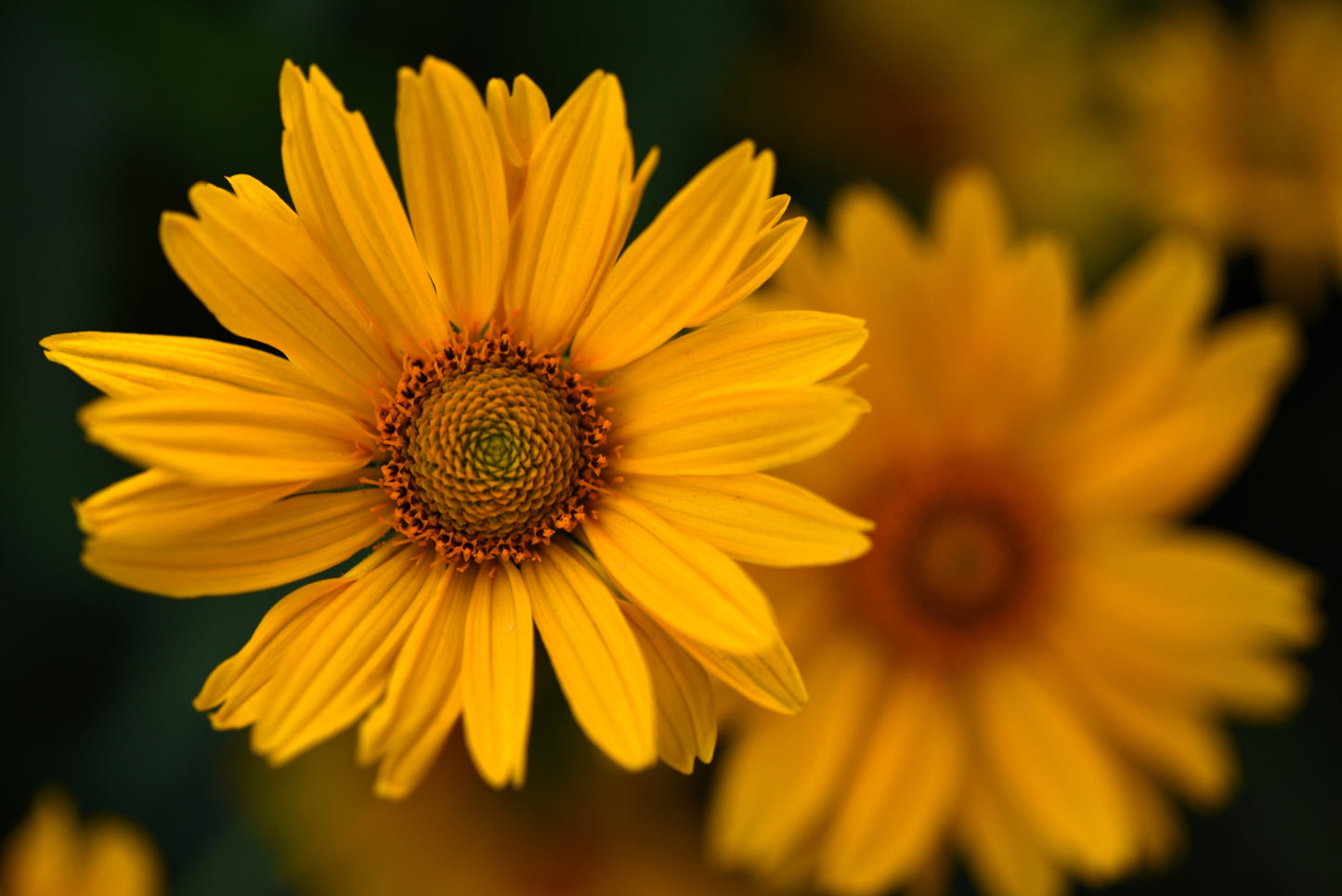 100 Swamp Sunflower (Helianthus Angustifolius) Seeds