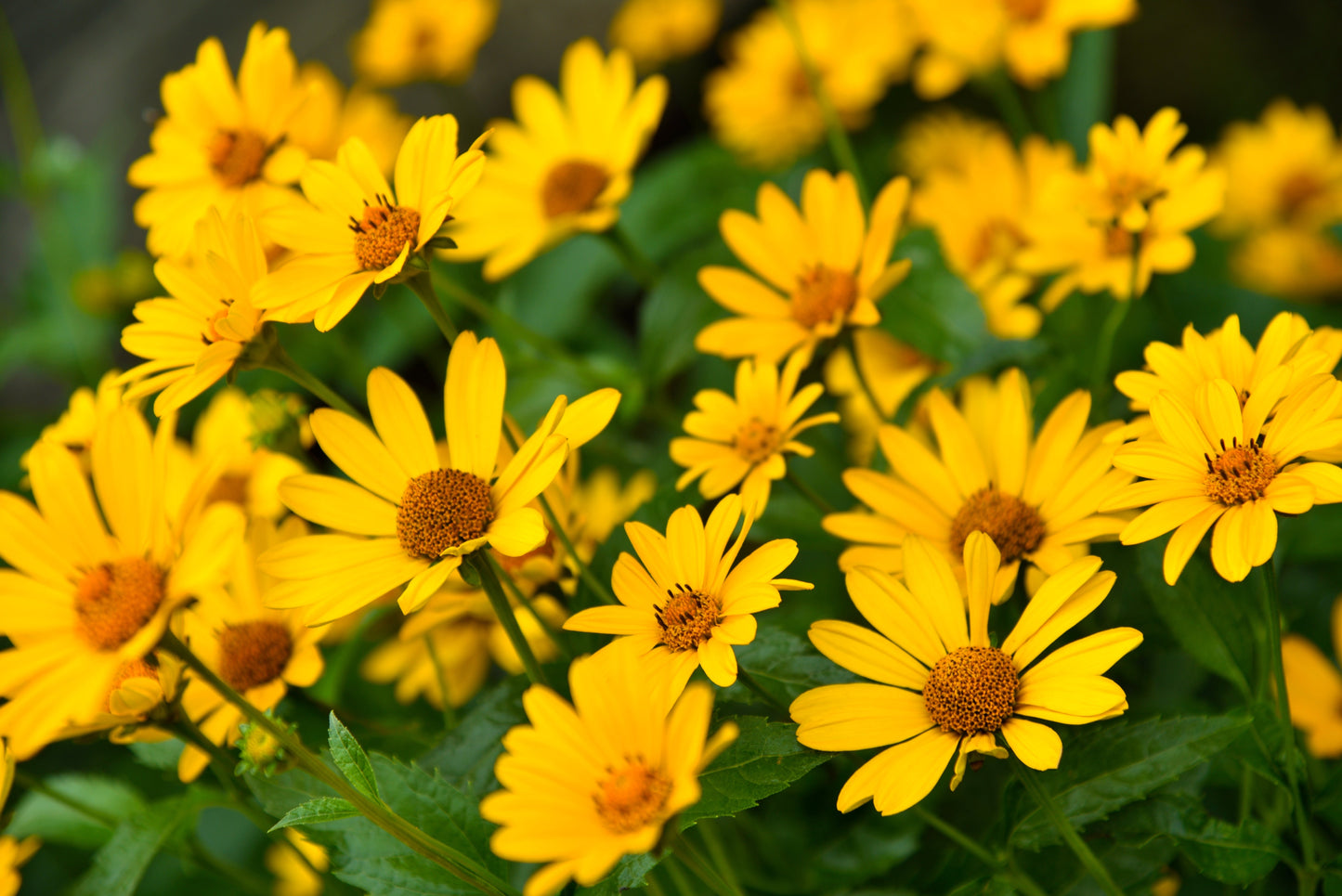 100 Swamp Sunflower (Helianthus Angustifolius) Seeds