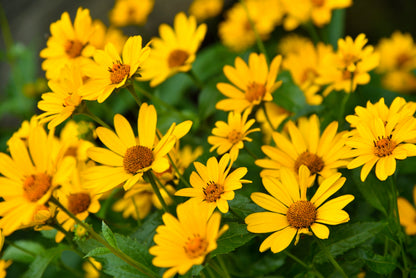 100 Swamp Sunflower (Helianthus Angustifolius) Seeds
