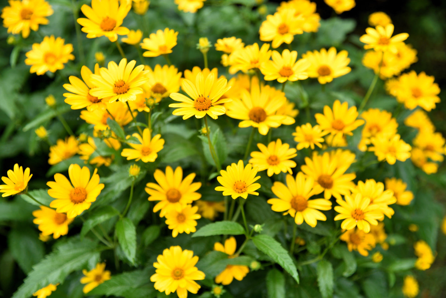 100 Swamp Sunflower (Helianthus Angustifolius) Seeds