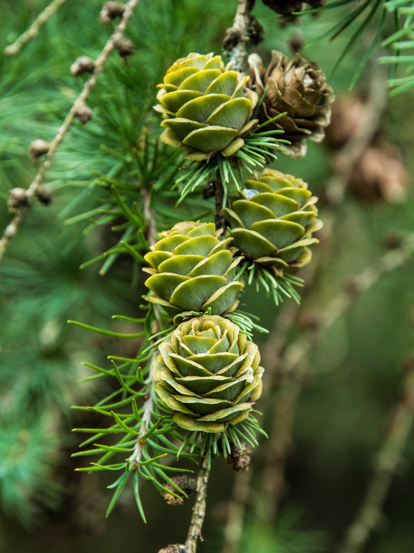 25 Japanese Larch Tree (Larix Kaempferi) Seeds