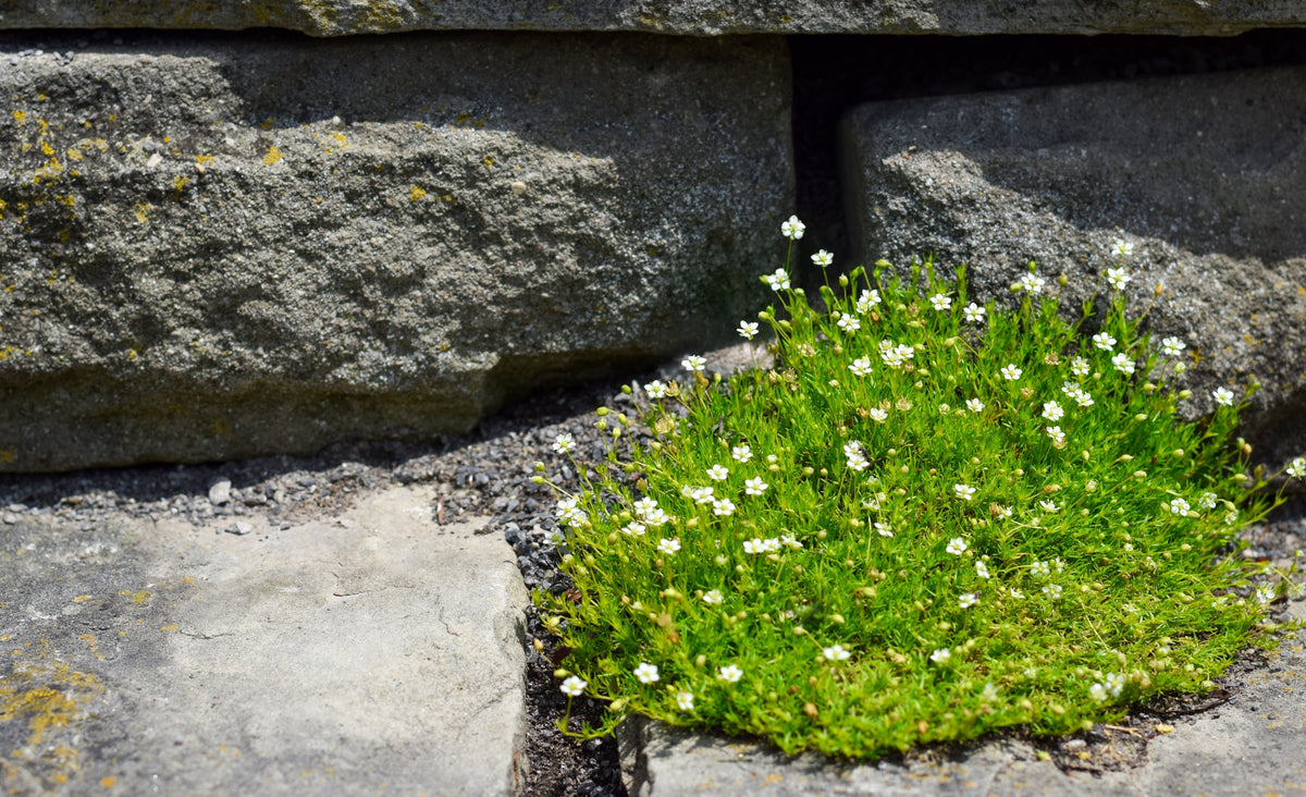 Irish Moss (Sagina subulata) Seeds – 50 ct