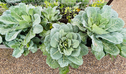 250 VATES COLLARDS Collard Greens Brassica Oleracea Acephala Vegetable Seeds
