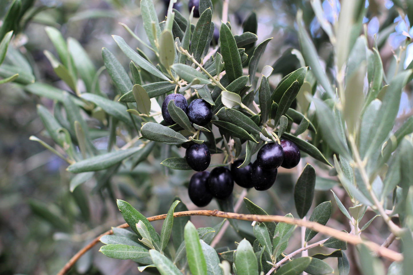 10 Canino Olive Tree (Olea Europaea Canino) Seed