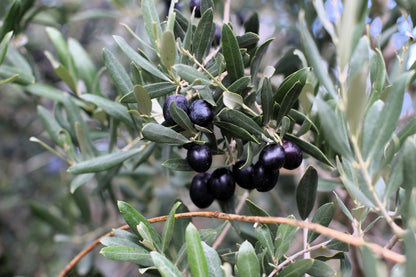 10 Canino Olive Tree (Olea Europaea Canino) Seed