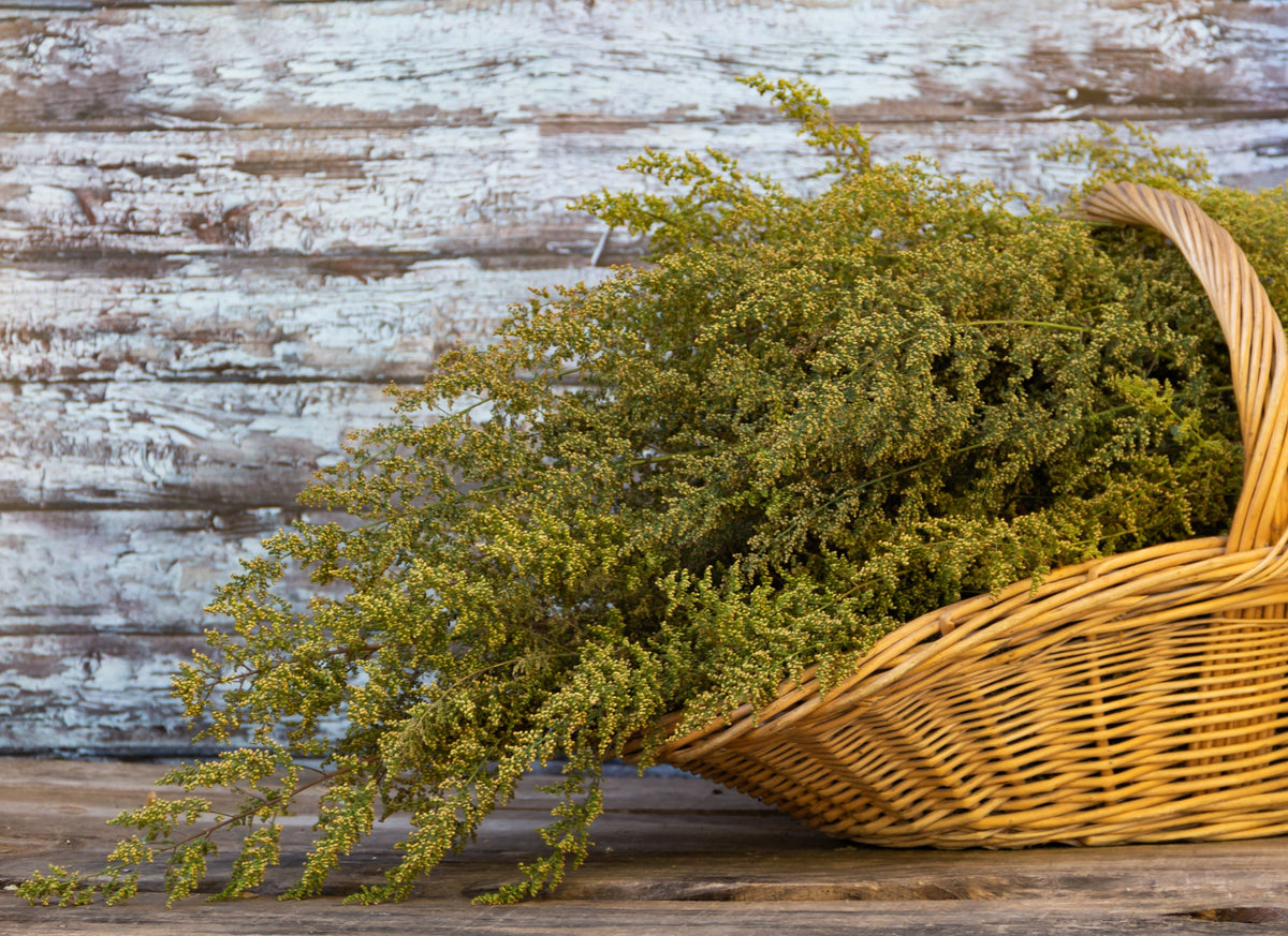 Sweet Wormwood (Sweet Annie) (Artemisia annua) Seeds – 1,000 ct