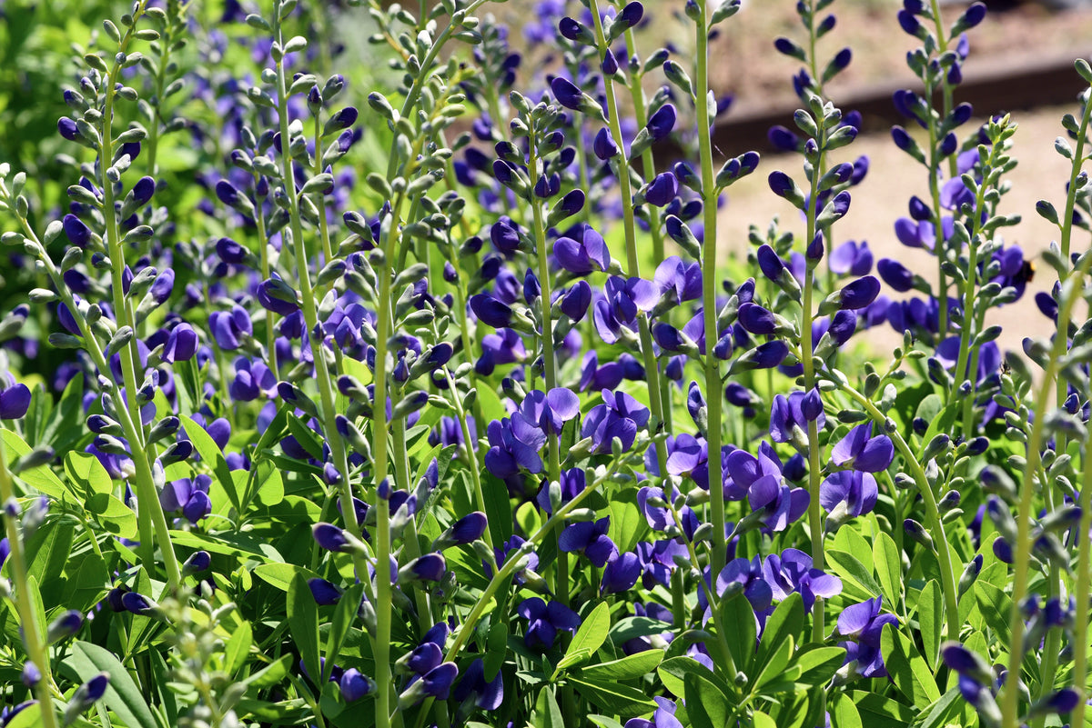 Blue Wild Indigo (Baptisia australis) Seeds – 50 ct