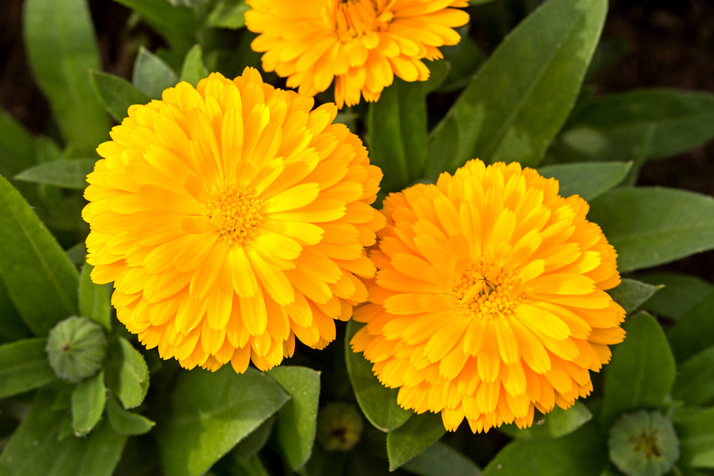 500 PAcific Beauty Marigold (Calendula Officinalis) Seeds