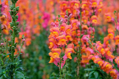 250 Orange Wonder Snapdragon (Antirrhinum Majus) Seeds