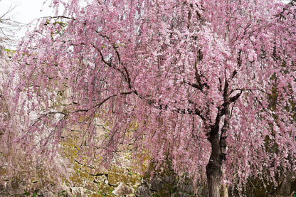 10 Weeping Higan Cherry Tree (Prunus Subhirtella Pendula) Seeds