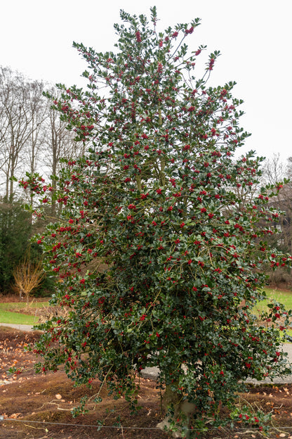 40 English Holly (Ilex Aquifolium) Seeds