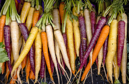 500 Rainbow Carrot Mix (Daucus Carrota) Seeds