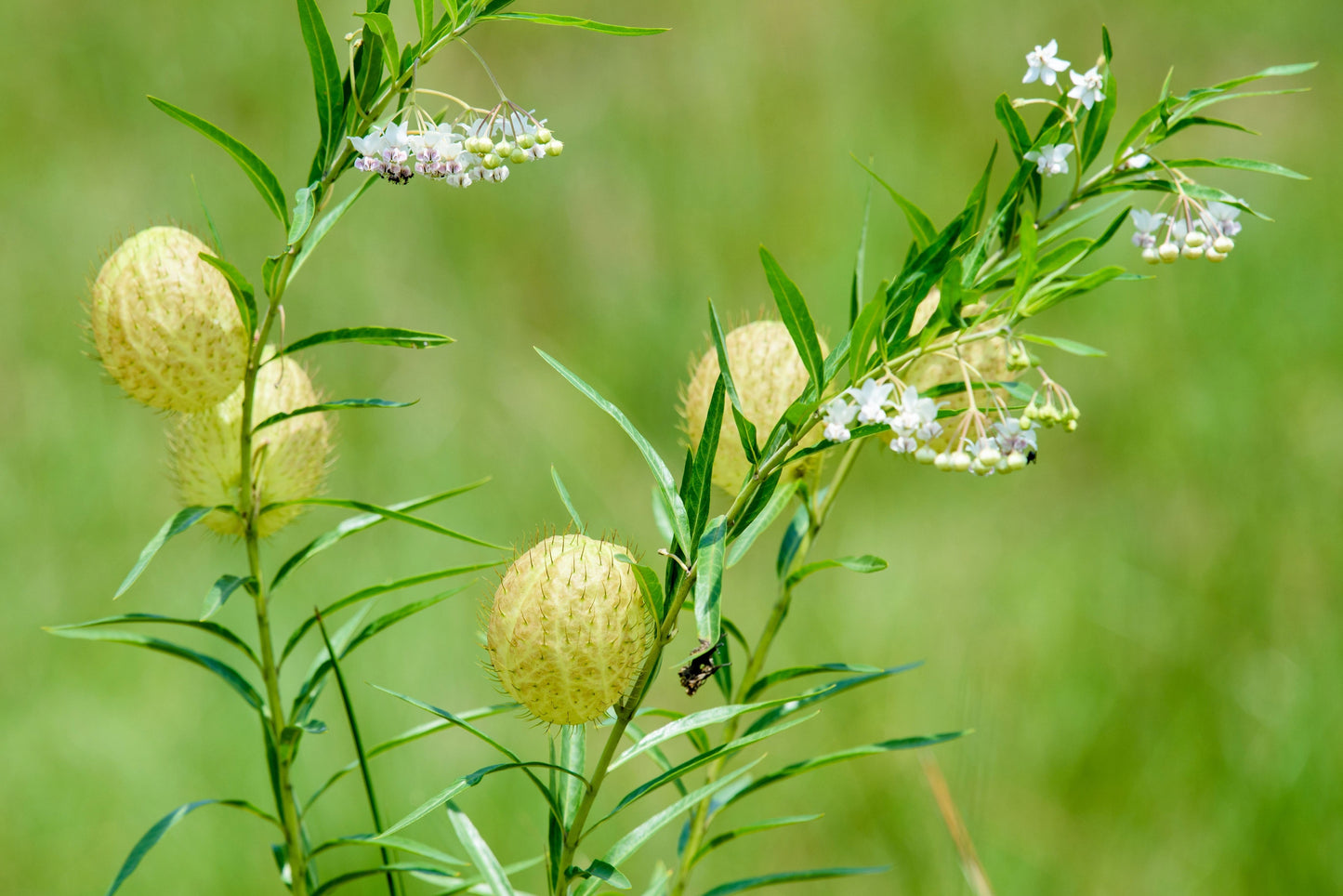 10 Balloon Milkweed (Asclepias Gomphocarpus Physocarpus) Seeds