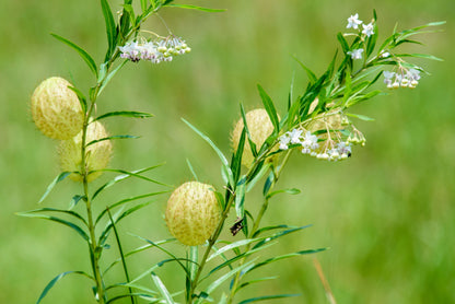 10 Balloon Milkweed (Asclepias Gomphocarpus Physocarpus) Seeds