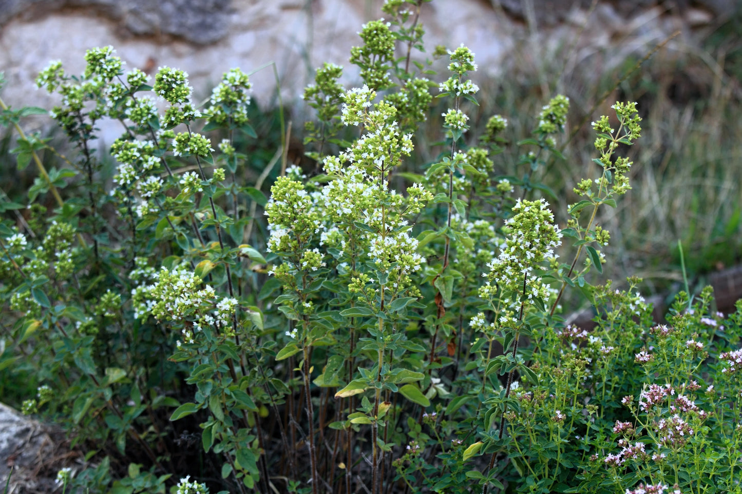 500 Greek Oregano (Origanum Vulgare Hirtum) Seeds